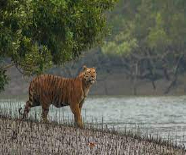 SUNDARBAN CONSERVATION THROUGH ECO-TOURISM
